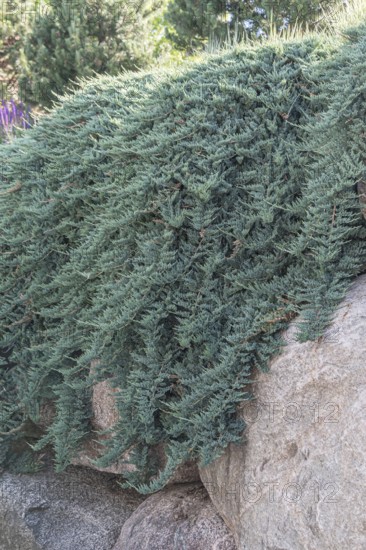 Creeping juniper (Juniperus horizontalis 'Blue Chip')