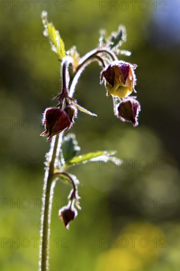Brooklime (Geum rivale), Bischofswiesen, Berchtesgadener Land, Bavaria, Germany