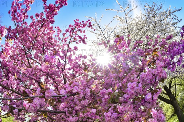 Ornamental cherry in bloom against the light, Augsburg, Bavaria, Germany
