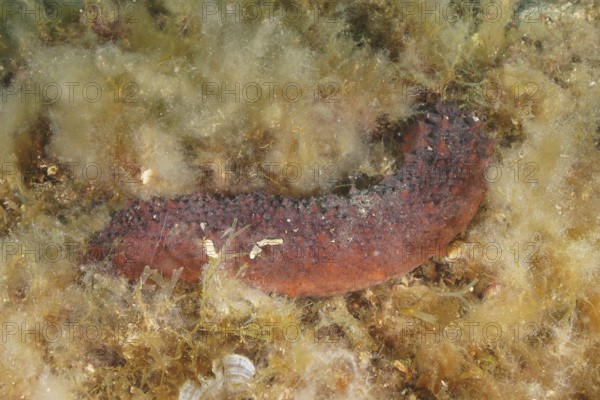 Variable sea cucumber (Holothuria forskali), dive site marine reserve Cap de Creus, Rosas, Costa Brava, Spain, Mediterranean Sea
