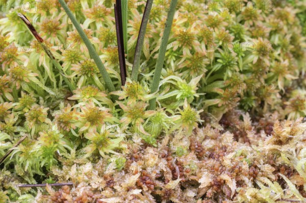 Marsh peat moss (Sphagnum palustre), Province of Drenthe, Netherlands