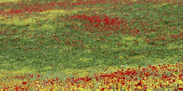 Poppy meadow (Papaveraceae) and flowering yellow broom (Genista tinctoria), landscape around San Quirico d'Orcia, Val d'Orcia, Orcia Valley, UNESCO World Heritage Site, Province of Siena, Tuscany, Italy