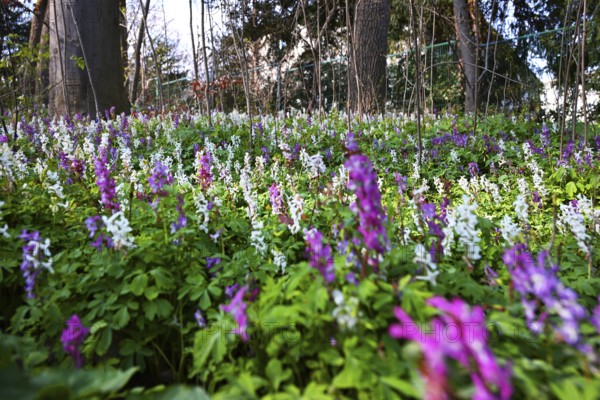 Hollow larkspur (Corydalis cava), English Garden, Munich, Bavaria, Germany