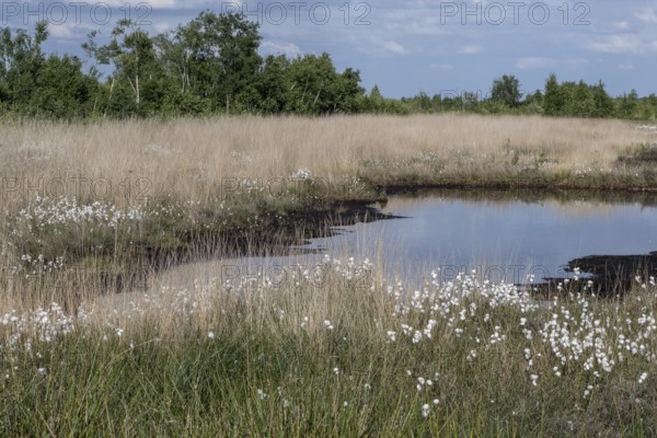 Common cottongrass (Eriophorum angustifolium) in the moor, Emsland, Lower Saxony, Germany