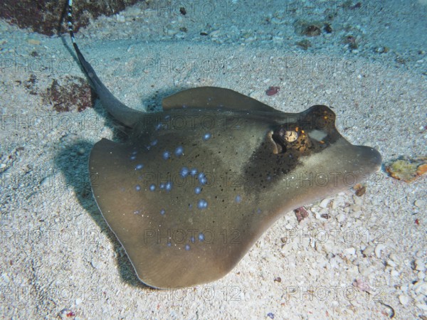 Blue spotted stingray, blue spotted stingray (Neotrygon kuhlii), lying on the sandy seabed, dive site SD, Nusa Ceningan, Nusa Penida, Bali, Indonesia