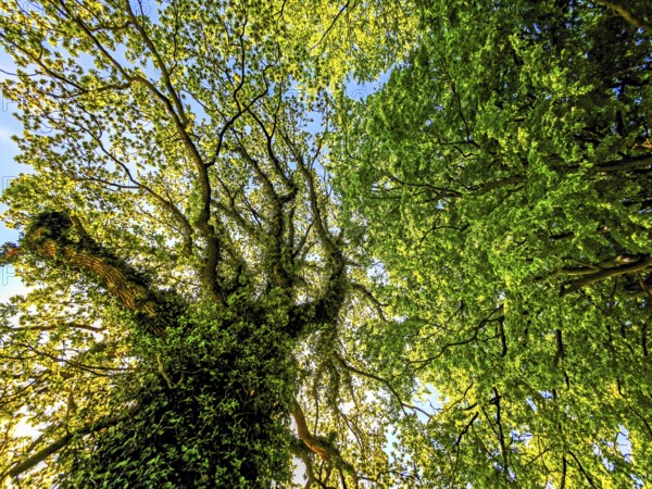 View upwards into the treetops, forest of leaves, branches, tree trunk, spring, blue sky, bright sunshine, backlight shot, landscape Schwansen, municipality Langholz, Waabs, Schleswig-Holstein, Germany