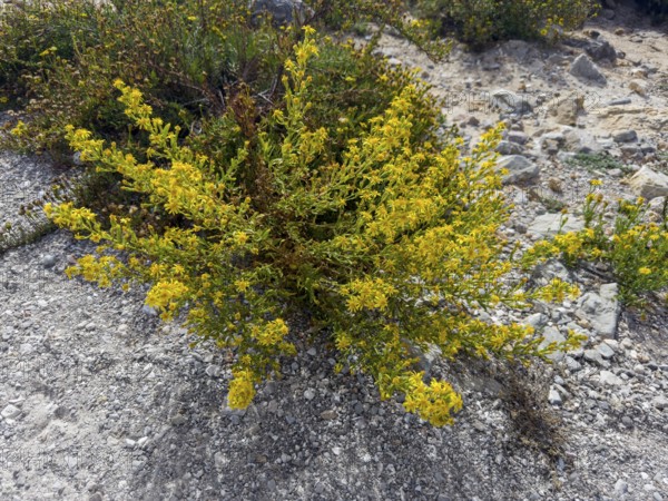 Sticky elecampane, Dittrichia viscosa (Dittrichia viscosa)