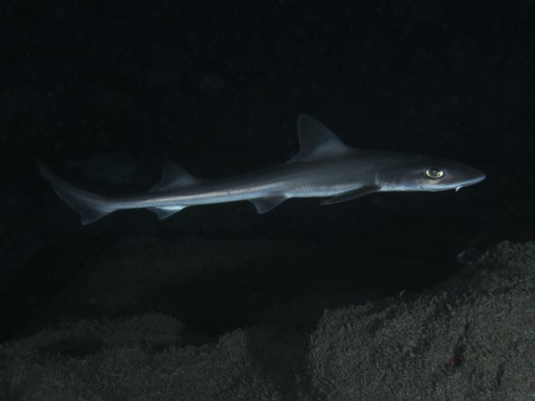An elegant Common smooth-hound (Mustelus mustelus) swims in the dark, deep sea, dive site Playa, Los Cristianos, Tenerife, Canary Islands, Spain