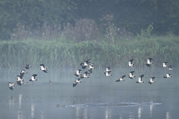 Lapwings (Vanellus vanellus), flying, flying over the Flachsee, nature reserve Reusstal, Rottenschwil, Canton Argau, Switzerland