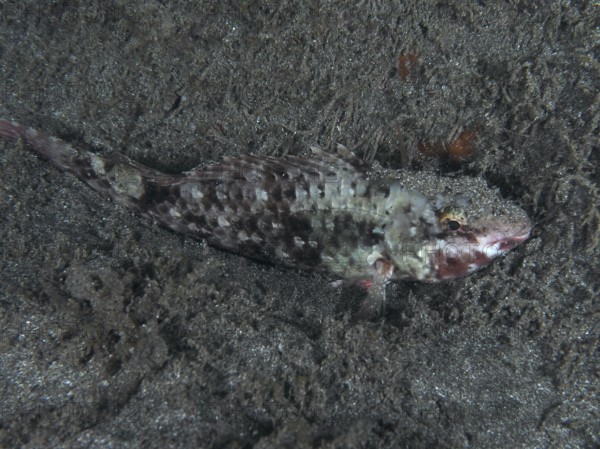 A well camouflaged Mediterranean parrotfish (Sparisoma cretense) resting on the sandy seabed at night, Playa dive site, Los Cristianos, Tenerife, Canary Islands, Spain