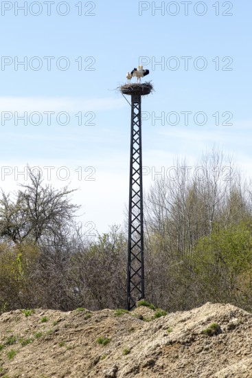 White storks (Ciconia ciconia) mating in the eyrie on a mast, Nebelschütz, Upper Lusatia, Saxony, Germany