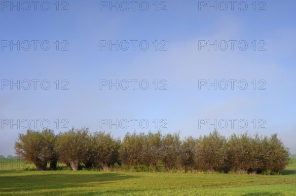 A body of water surrounded by willows (Salix viminalis), formed by dead ice, Othenstorf, Mecklenburg-Vorpommern, Germany