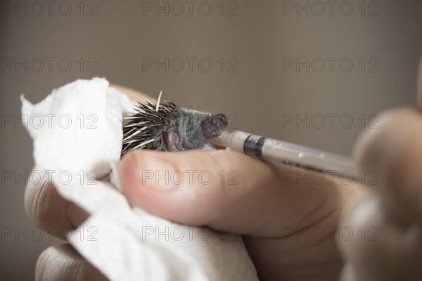 European hedgehog (Erinaceus europaeus) juvenile baby animal being fed milk from a syringe by a human at an animal hospital, England, United Kingdom
