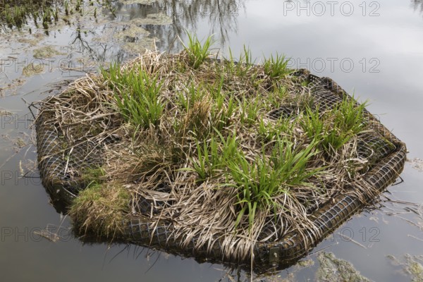 Acorus calamus 'Variegatus', Variegated Sweet Flag growing on plastic mesh covered floating platform on pond surface in spring, Quebec, Canada