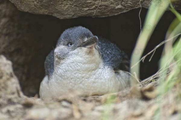 Little Penguin (Eudyptula minor), New Zealand
