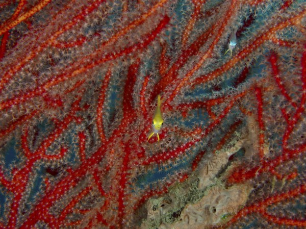 Red coral with a small yellow fish, Golden damselfish (Amblyglyphidodon aureus) juvenile, dive site Sweet Reef, Penyapangan, Bali, Indonesia