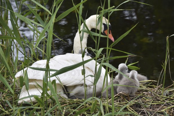 Mute swan (Cygnus olor) with offspring, chicks at the nest