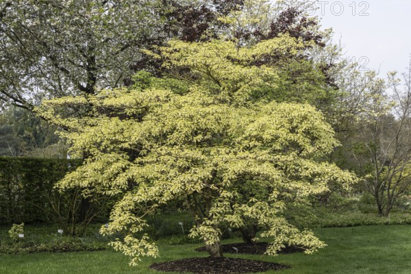 Pagoda dogwood (Cornus controversa Variegata), Lower Saxony, Germany
