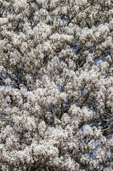 Copper rock pear (Amelanchier lamarckii), Emsland, Lower Saxony, Germany