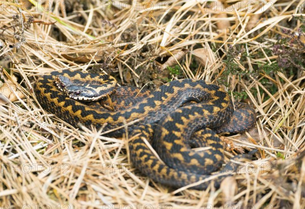 Two wild common european vipers (Vipera berus), brown, adult animals, females, lying and cuddling well camouflaged between grass, pine (Pinus) needles, autumn leaves and heather or common heather (Calluna vulgaris), Pietzmoor nature reserve, Lüneburg Heath, Lower Saxony, Germany