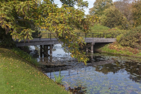 Branches of the Caucasian Wingnut (Pterocarya fraxinifolia) with fruit hanging over a castle spine, Ruurlo Castle Park, Achterhoek, Gelderland, Netherlands
