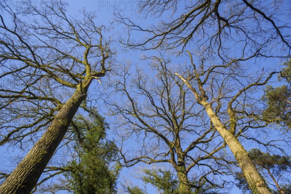 Common oak, pedunculate oak, English oak (Quercus robur) tree trunks covered with creeping common ivy, European ivy (Hedera helix) in early spring