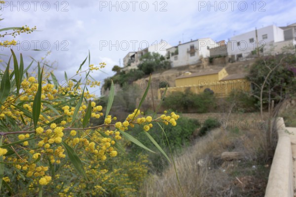 Flowering willow-leaf acacia (Acacia saligna) in Sorbas, Almeria, Spain, Australia