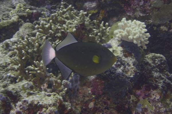Dark tropical fish with yellow markings, widow triggerfish (Melichthys vidua), swimming over a coral reef, dive site Coral Garden, Menjangan, Bali, Indonesia