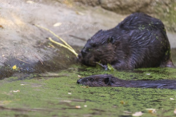 Two North American beaver or Canadian beaver, Castor canadensis, swimming through a pond covered with green Lemna minor, the common duckweed