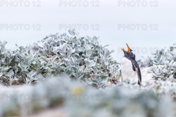 Gentoo Penguin (Pygoscelis papua) calling, Falkland Islands