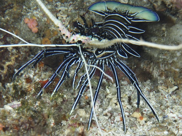 Panulirus inflatus with long antennae, painted rock crayfish (Panulirus versicolor), in corals, dive site SD, Nusa Ceningan, Nusa Penida, Bali, Indonesia