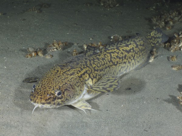 Burbot, burbot (Lota lota), rudd with a distinctive pattern resting on a sandy substrate. Dive site Steilwand, Wallhausen, Lake Constance, Germany