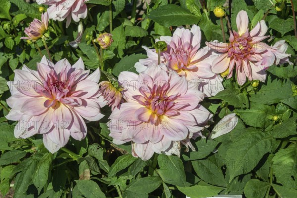 Flowering Dahlias (Dahlia), variety Fairway Pilot in the Dahlia Farm in Löderup, Ystad municipality, Skåne County, Sweden, Scandinavia