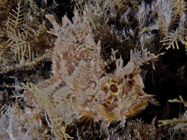 Camouflaged fish with spiny texture, Feathered scorpionfish (Scorpaena grandicornis), among algae on the seabed, Blue Heron Bridge dive site, Phil Foster Park, Riviera Beach, Florida, USA