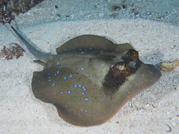 A blue spotted ray, blue spotted ray (Neotrygon kuhlii), lying on the sandy seabed, dive site SD, Nusa Ceningan, Nusa Penida, Bali, Indonesia