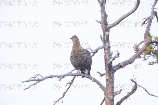 Black Grouse (Tetrao tetrix) female, Sweden