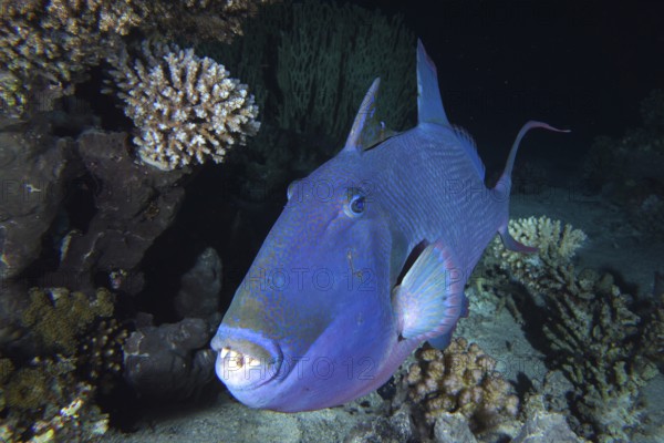 Blue-striped triggerfish (Pseudobalistes fuscus)