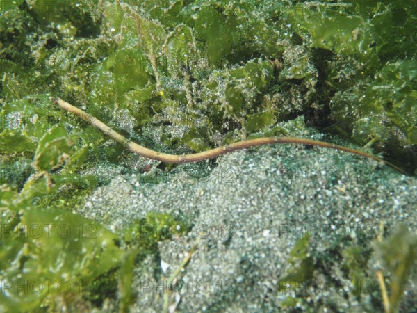 An elongated sea creature, spiny-snouted sea needle (Halicampus spinirostris), sea needle, hidden under algae, dive site Secret Bay, Gilimanuk, Bali, Indonesia