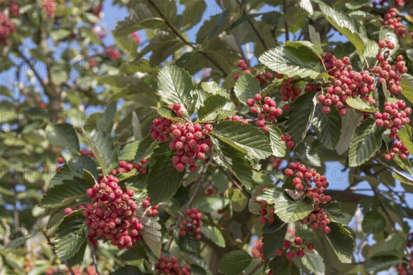 Whitebeam (Sorbus latifolia 'Henk Vink')