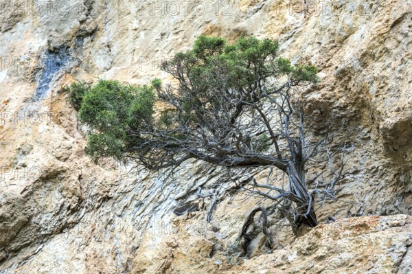 Mountain pine (Pinus mugo) growing in rock face, Trevans gorge, Gorges de Trévans, near Estoublon, Alpes-de-Haute-Provence, Provence, France