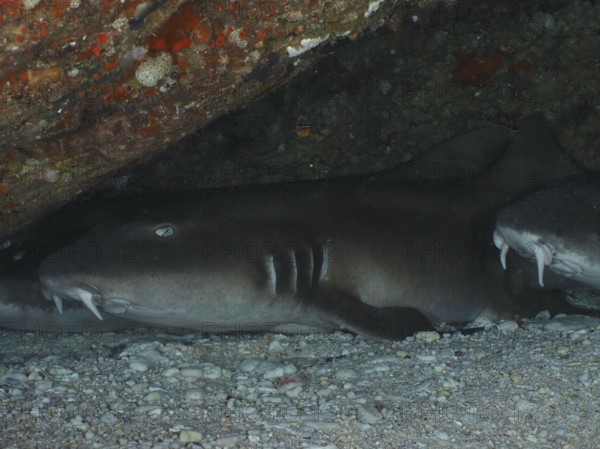 A Brownbanded bamboo shark (Chiloscyllium punctatum) resting under a rock on the seabed in a calm environment, dive site SD, Nusa Ceningan, Nusa Penida, Bali, Indonesia