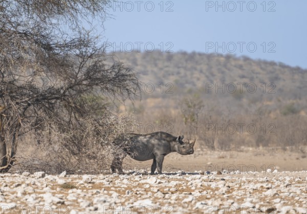 Black rhinoceros (Diceros bicornis) in savannah with orange-coloured sand, Etosha National Park, Namibia