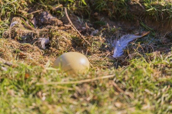 One greater rhea egg, Rhea americana, lies in the ground nest on a meadow