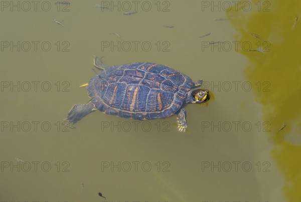 Turtle swimming in murky water, turtles, Caspian turtle (Mauremys caspica), turtle lake Mavrobara, Chalkidiki, Halkidiki, Central Macedonia, Greece