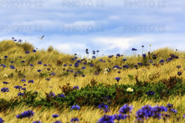 Dune Landscape, Blue and White lilies of the nile (Agapanthus), Love Flowers, Isle of Tresco, Isles of Scilly, Cornwall, England, Great Britain