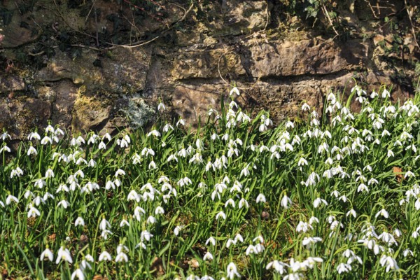 Snowdrop (Galanthus), carpet of flowers in front of a brick wall, Brakel, Teutoburg Forest Eggegebirge nature park Park, East Westphalia-Lippe, Germany