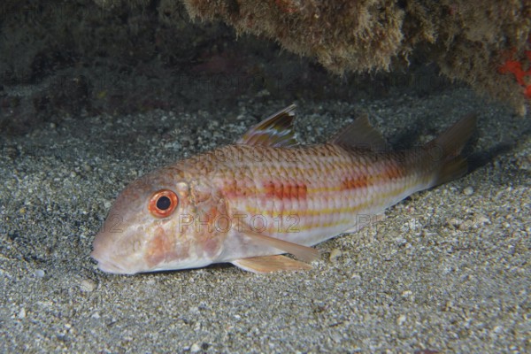 A striped barb (Mullus surmuletus) with red eyes lies on the sandy seabed, dive site Roca Jolia, Las Galletas, Tenerife, Canary Islands, Spain