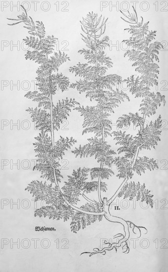 Broomwort, Sophia (Descurainia sophia), woodcut by Leonhart Fuchs, from New Kreüterbuch, neues Kräuterbuch, Michael Isingrin, Basel, Switzerland, 1543