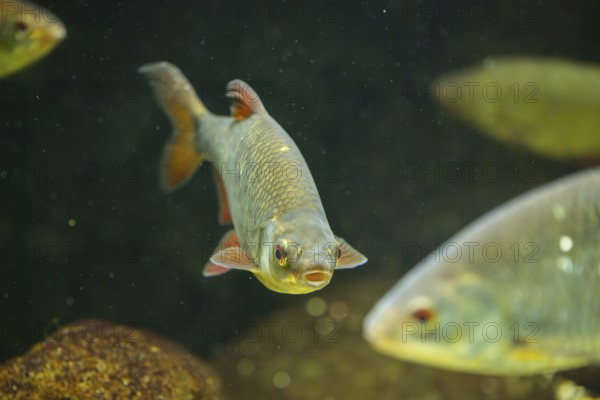Common rudd (Scardinius erythrophthalmus) swimming under water, Bavaria, Germany
