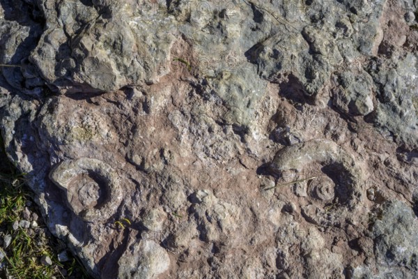 Fossilised snail shells (ammonite), circular hike Monte Fior, Foza, province of Vicenza, Italy